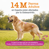 Cadera & Articulaciones